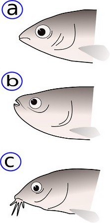 położenie otworu gębowego ryb