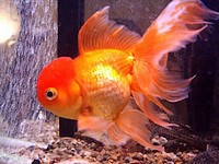 Złota rybka odmiana oranda