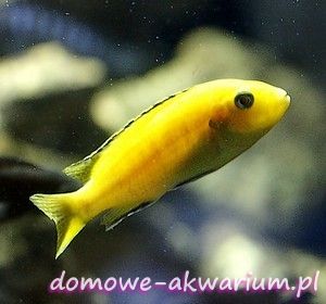 pyszczak żółty Labidochromis Caeruleus