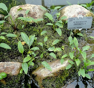 heterantera paskowana Heteranthera zosterifolia